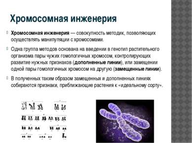 Хромосомная инженерия Хромосомная инженерия — совокупность методик, позволяющ...