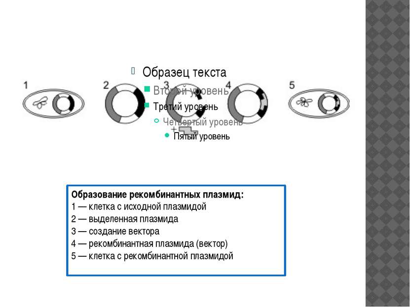 Образование рекомбинантных плазмид: 1 — клетка с исходной плазмидой 2 — выдел...