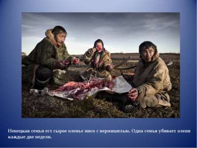 Ненецкая семья ест сырое оленье мясо с вермишелью. Одна семья убивает оленя к...