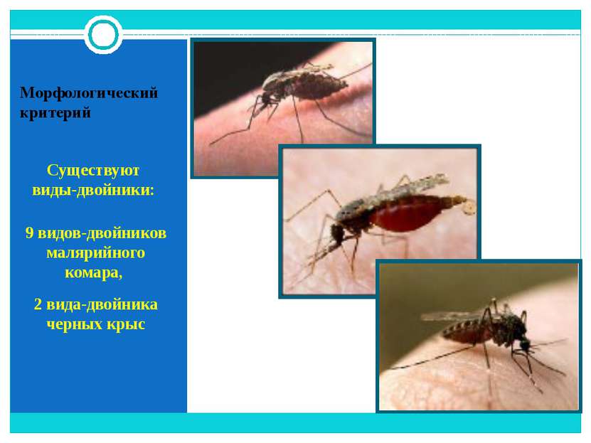 Морфологический критерий Существуют виды-двойники: 9 видов-двойников малярийн...