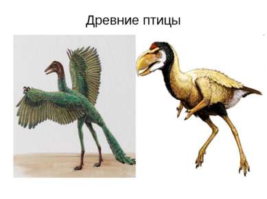 Древние птицы
