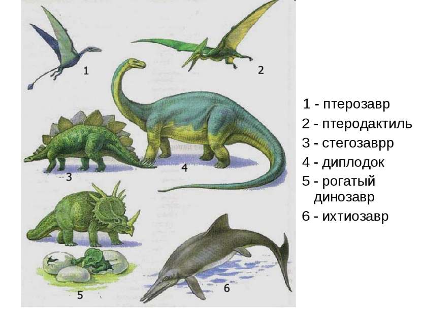 1 - птерозавр 2 - птеродактиль 3 - стегозаврр 4 - диплодок 5 - рогатый диноза...