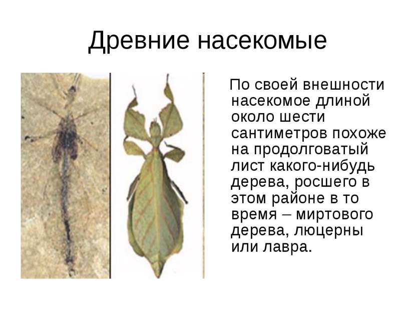 Древние насекомые По своей внешности насекомое длиной около шести сантиметров...