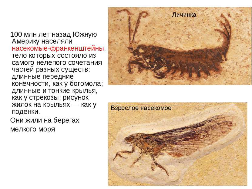 100 млн лет назад Южную Америку населяли насекомые-франкенштейны, тело которы...