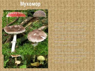 Мухомор Пожалуй , самый известный и яркий из несъедобных грибов – мухомор. Са...