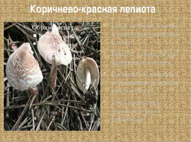 Коричнево-красная лепиота Один из самых опасных и смертельно ядовитых грибов....