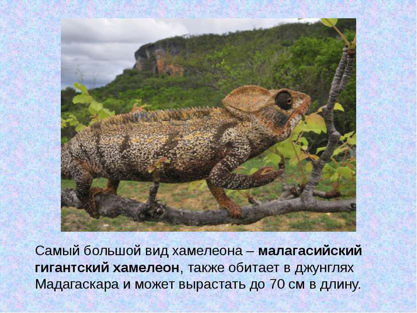 Самый большой вид хамелеона – малагасийский гигантский хамелеон, также обитае...
