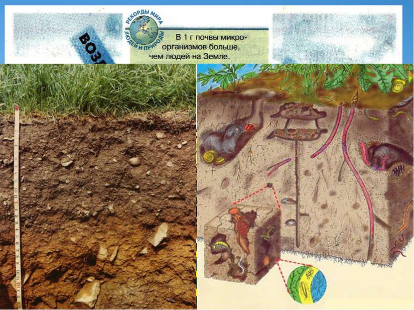 Образование почвы – результат взаимодействия горных пород, климата, поверхнос...