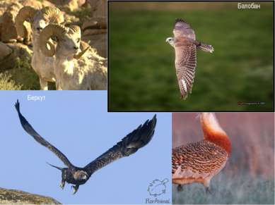 Животный мир области насчитывает 55 видов млекопитающихся, 180 видов птиц, 30...
