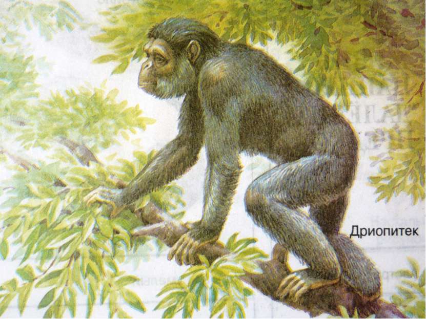Кто он – наш предок? Самым древним предком человека и современной обезьяны сч...
