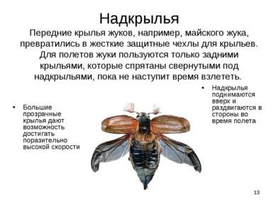 * Надкрылья Передние крылья жуков, например, майского жука, превратились в же...