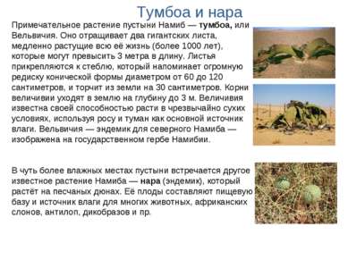 Примечательное растение пустыни Намиб — тумбоа, или Вельвичия. Оно отращивает...