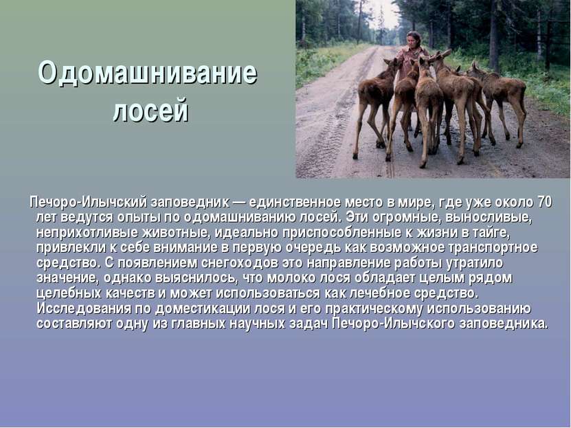 Одомашнивание лосей Печоро-Илычский заповедник — единственное место в мире, г...