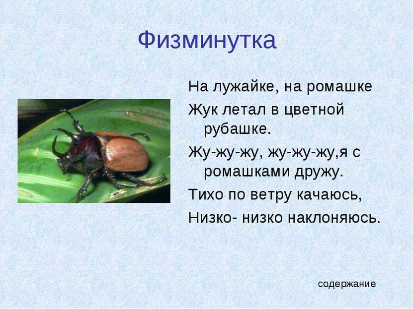 Физминутка На лужайке, на ромашке Жук летал в цветной рубашке. Жу-жу-жу, жу-ж...