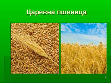 * Царевна пшеница