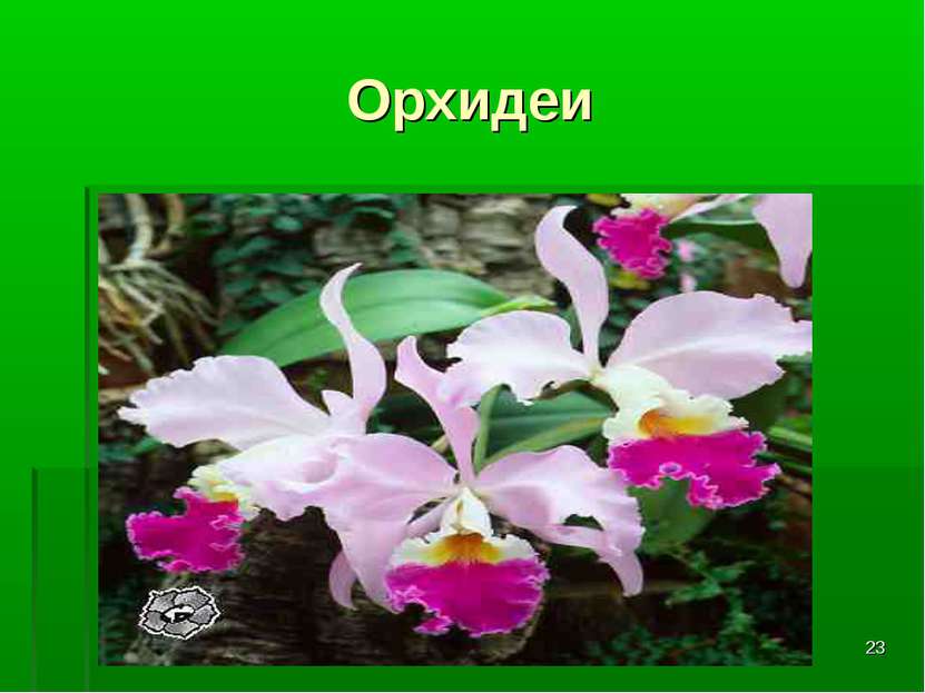 * Орхидеи