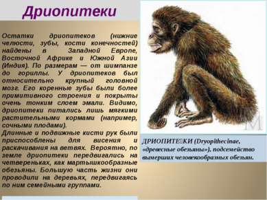 Дриопитеки ДРИОПИТЕ КИ (Dryopithecinae, «древесные обезьяны»), подсемейство в...
