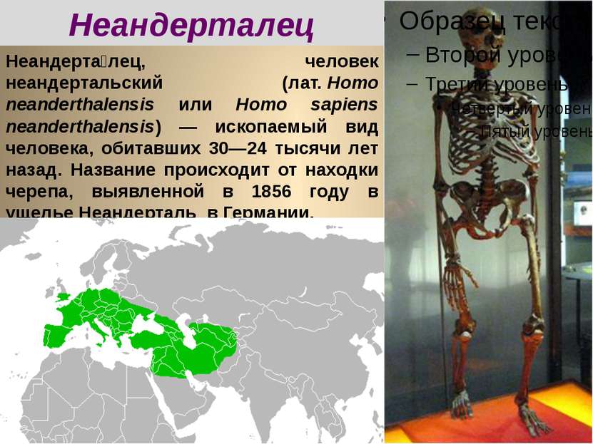 Неандерта лец, человек неандертальский (лат. Homo neanderthalensis или Homo s...
