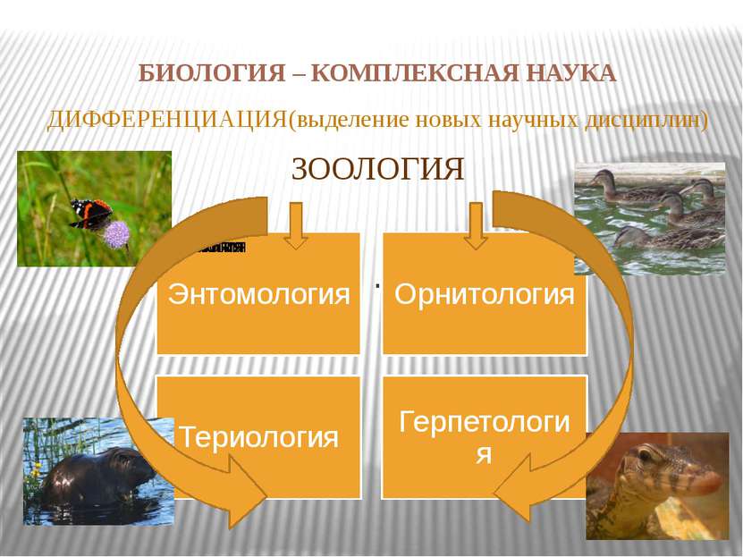 БИОЛОГИЯ – КОМПЛЕКСНАЯ НАУКА ДИФФЕРЕНЦИАЦИЯ(выделение новых научных дисциплин...