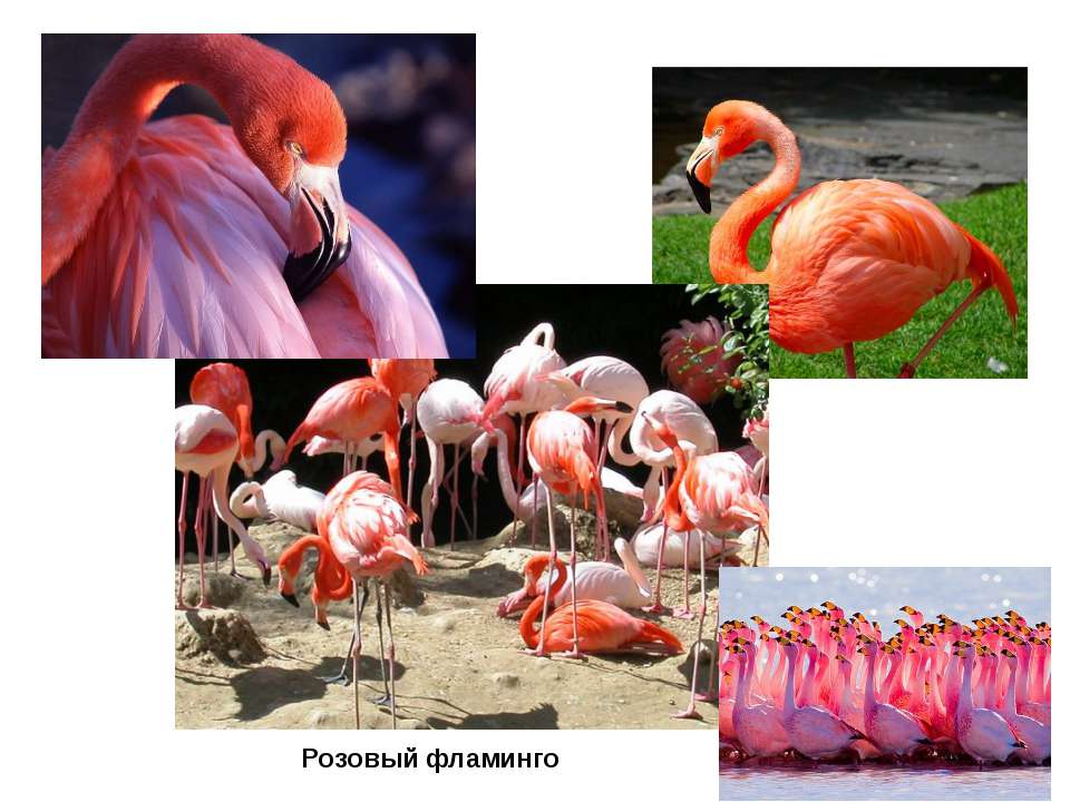 Фламинго сообщение. Фламинго презентация. Проект про Фламинго. Розовый Фламинго презентация. Презентация на тему Фламинго.