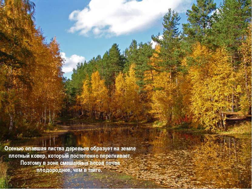 Осенью опавшая листва деревьев образует на земле плотный ковер, который посте...