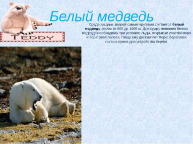 Белый медведь Среди хищных зверей самым крупным считается белый медведь весом...