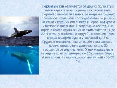 Горбатый кит отличается от других полосатых китов характерной формой и окраск...