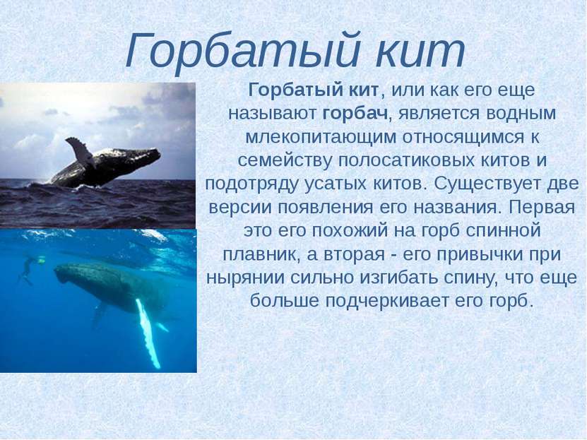Горбатый кит Горбатый кит, или как его еще называют горбач, является водным м...