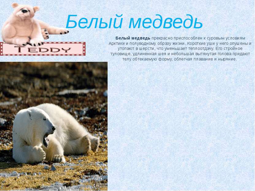 Белый медведь   Белый медведь прекрасно приспособлен к суровым условиям Аркти...