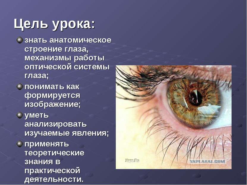Цель урока: знать анатомическое строение глаза, механизмы работы оптической с...