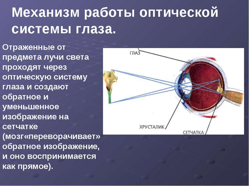 Механизм работы оптической системы глаза. Отраженные от предмета лучи света п...