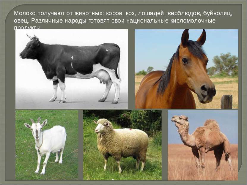 Молоко получают от животных: коров, коз, лошадей, верблюдов, буйволиц, овец. ...