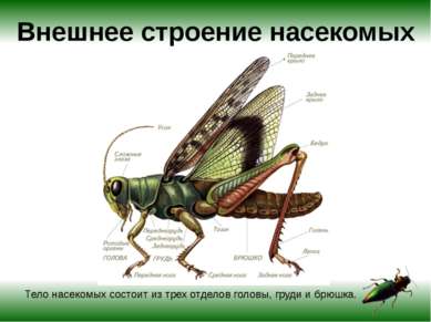 Внешнее строение насекомых Тело насекомых состоит из трех отделов головы, гру...