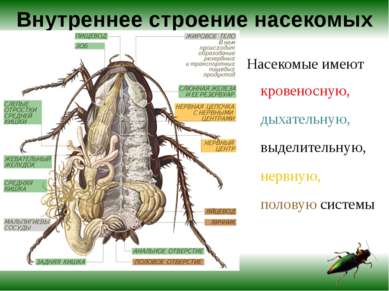 Внутреннее строение насекомых Насекомые имеют кровеносную, дыхательную, выдел...