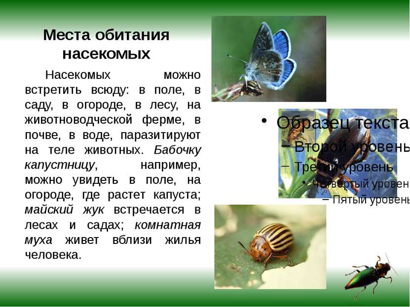 Места обитания насекомых Насекомых можно встретить всюду: в поле, в саду, в о...
