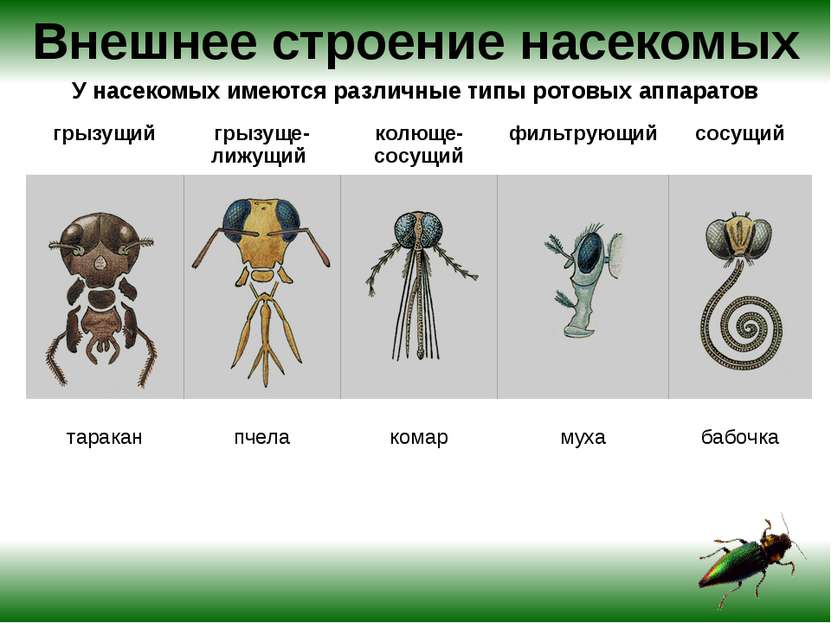 Внешнее строение насекомых У насекомых имеются различные типы ротовых аппарат...