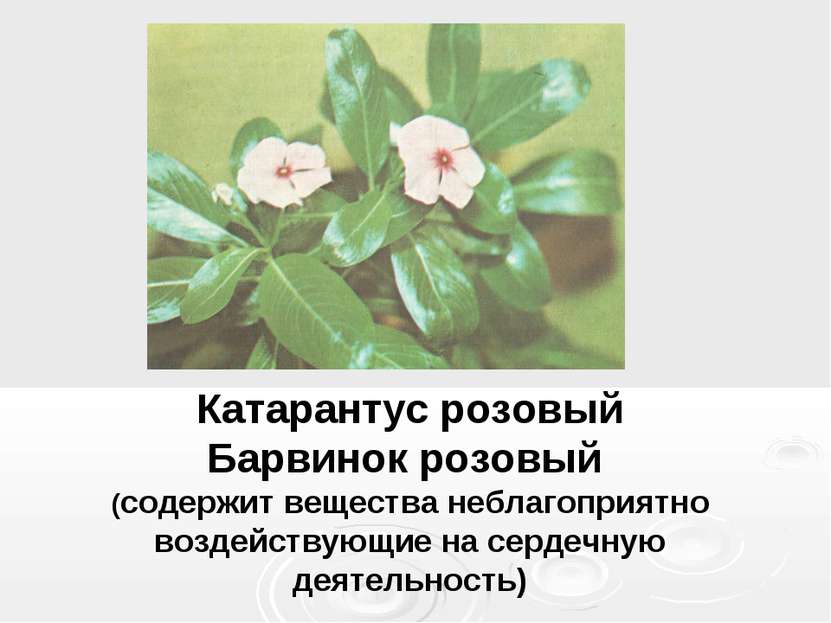 Катарантус розовый Барвинок розовый (содержит вещества неблагоприятно воздейс...
