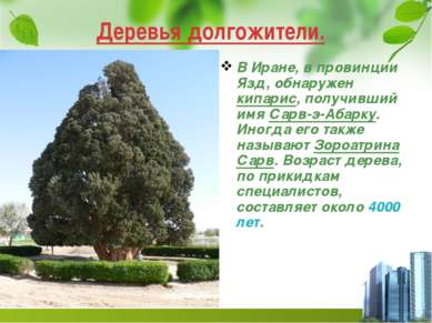 Деревья долгожители. В Иране, в провинции Язд, обнаружен кипарис, получивший ...