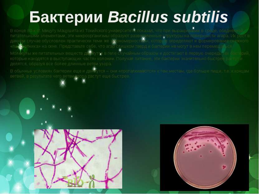 Бактерии Bacillus subtilis В конце 80-х гг. Мицугу Мацушита из Токийского уни...
