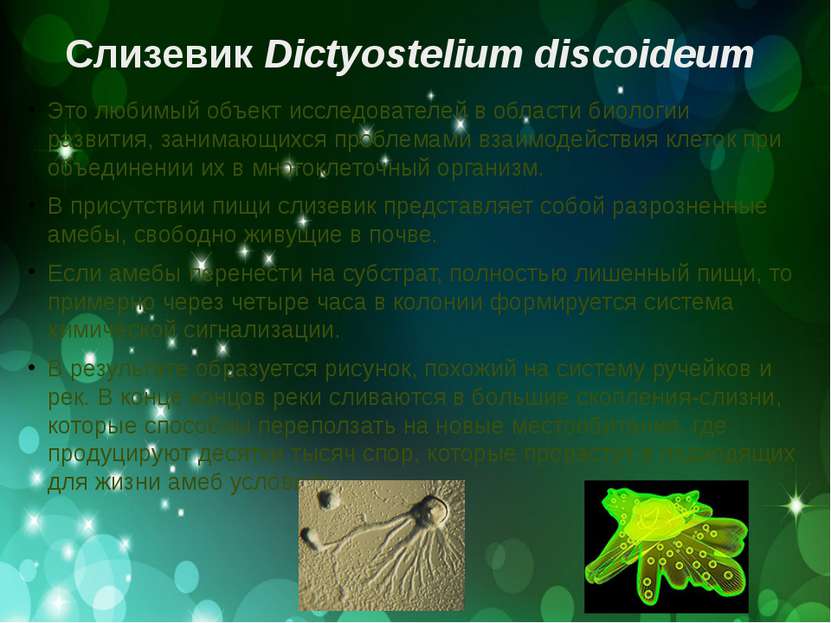 Слизевик Dictyostelium discoideum Это любимый объект исследователей в области...
