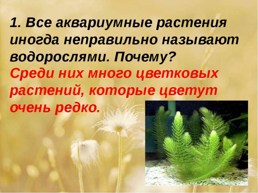 1. Все аквариумные растения иногда неправильно называют водорослями. Почему? ...