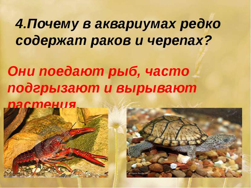 4.Почему в аквариумах редко содержат раков и черепах? Они поедают рыб, часто ...
