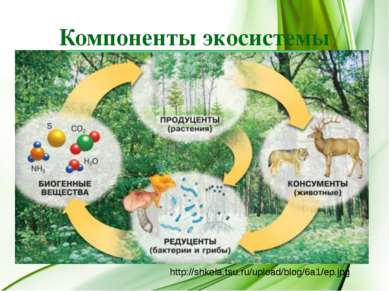 Компоненты экосистемы http://shkola.tsu.ru/upload/blog/6a1/ep.jpg