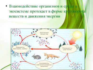 Взаимодействие организмов и среды в экосистеме протекает в форме круговорота ...