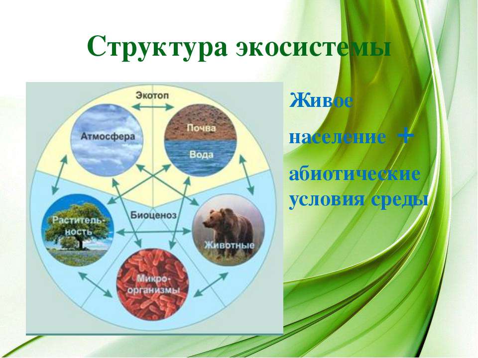 Экологический состав воды. Структура экосистемы. Экосистема структура экосистемы. Структура природной экосистемы. Структура экологической системы.