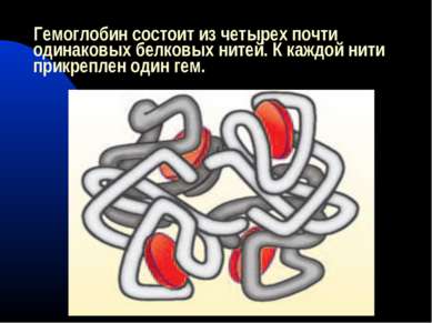 Гемоглобин состоит из четырех почти одинаковых белковых нитей. К каждой нити ...