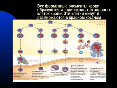 Все форменные элементы крови образуются из одинаковых стволовых клеток крови....