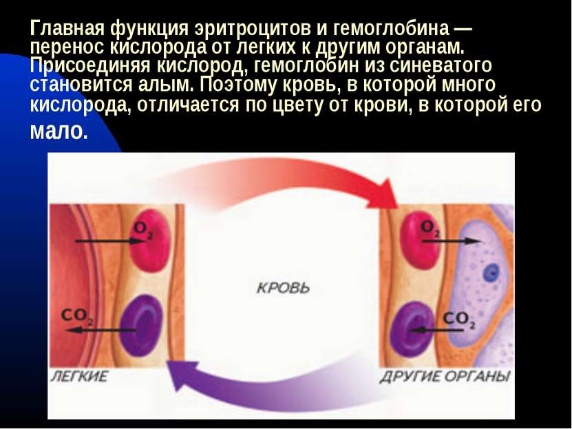Главная функция эритроцитов и гемоглобина — перенос кислорода от легких к дру...