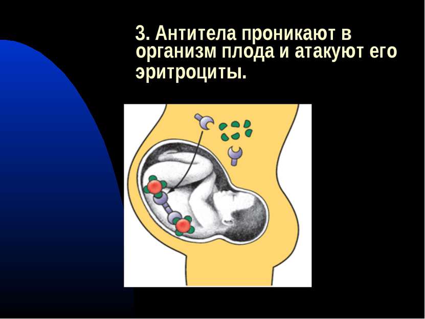 3. Антитела проникают в организм плода и атакуют его эритроциты.