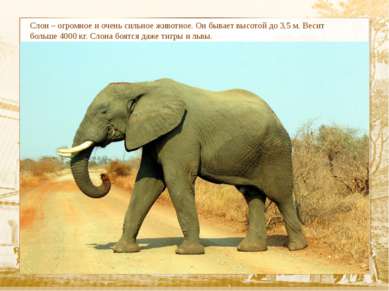 Слон – огромное и очень сильное животное. Он бывает высотой до 3,5 м. Весит б...